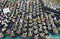 VBS_9000 - Mostra Mercato FloReal 2024